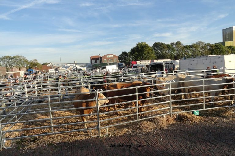 Traditioneller Viehmarkt Gallimarkt in Leer Ostfriesland